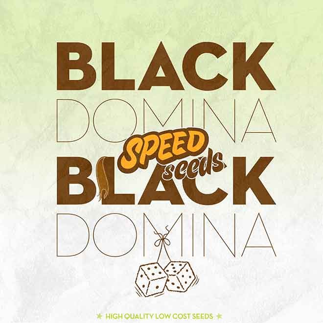 BLACK DOMINA X BLACK DOMINA - SPEED SEEDS