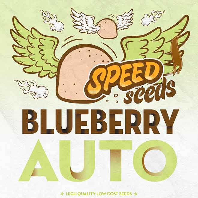 BLUEBERRY AUTO (SPEED SEEDS) - SPEED SEEDS
