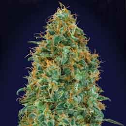 Blueberry - 5 seeds - Todos los Productos - Root Catalog
