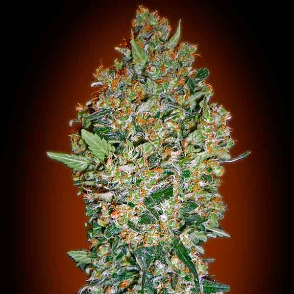 Cheese Berry - 5 seeds - Todos los Productos - Root Catalog