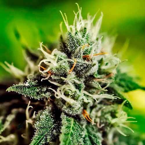 Critical 47 Auto - Positronics