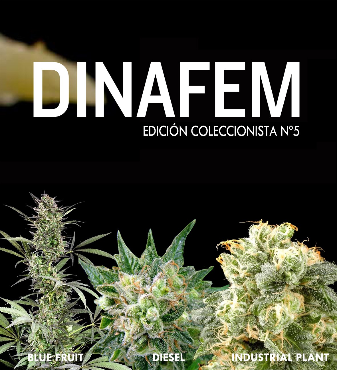 Edición coleccionista Nº5 6 semillas - Collections - DINAFEM SEEDS
