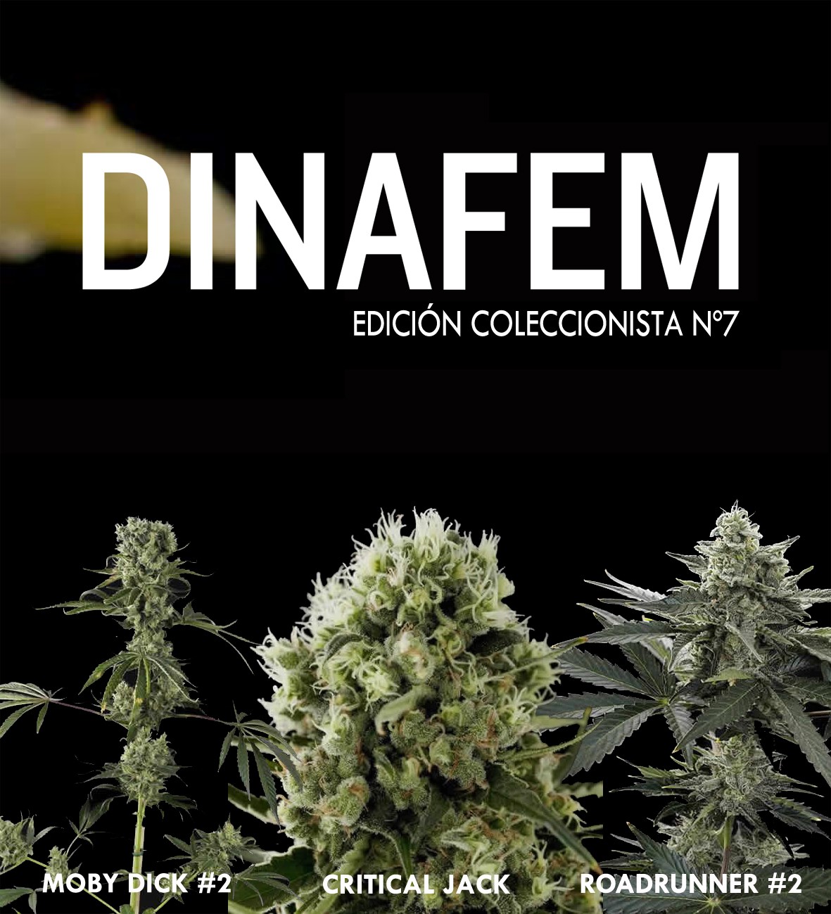 Edición coleccionista Nº7 6 semillas - Collections - DINAFEM SEEDS
