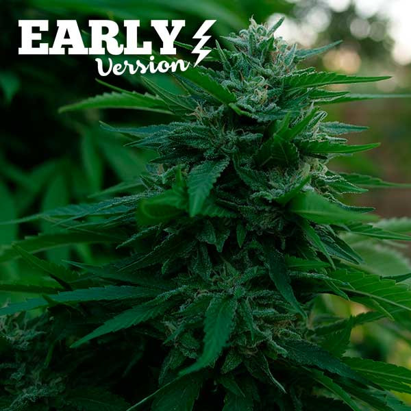 Lord Kush Early Version - EARLY VERSION - DELICIOUS SEEDS