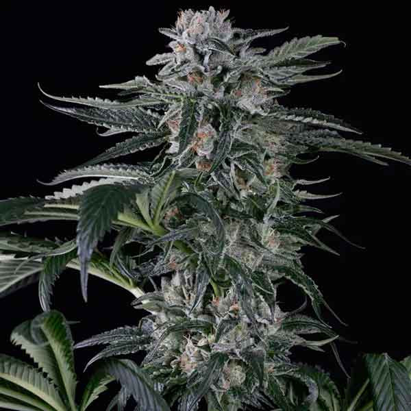 MOBY DICK AUTO - SILENT SEEDS