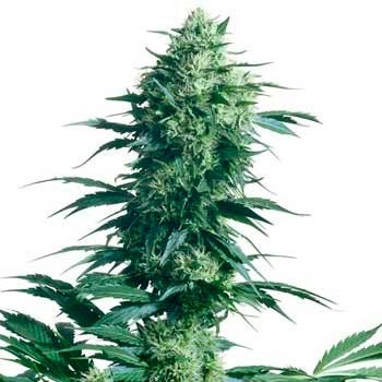 MOTHER'S FINEST REGULAR (SENSI SEEDS) - Todos los Productos - Root Catalog