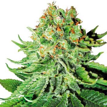 Northern Lights Automatic - 5 Seeds (White Label) - Automatic - SENSI SEEDS