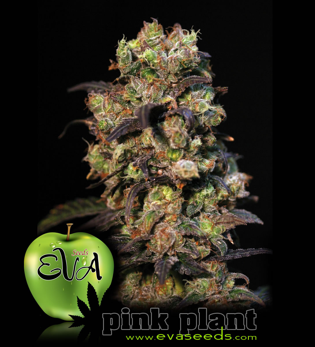 Pink Plant - 9 seeds 