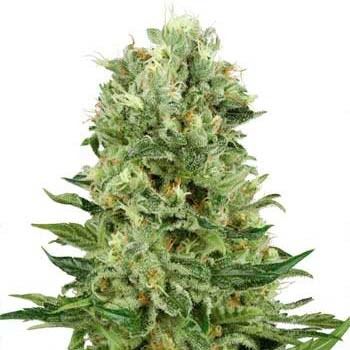 SKUNK #1 AUTOMATIC (WHITE LABEL) - Automatic - SENSI SEEDS
