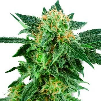SNOW RYDER AUTOMATIC (WHITE LABEL) - Automatic - SENSI SEEDS