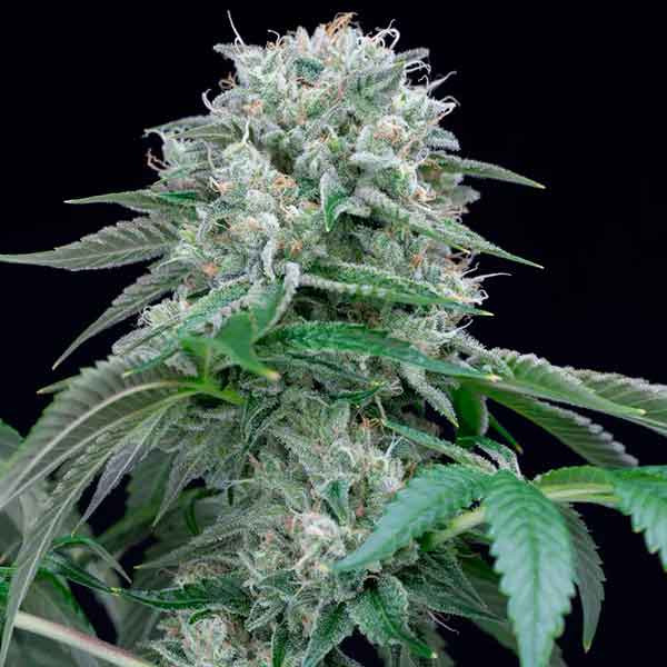 STARFIRE OG - Todos los Productos - Root Catalog