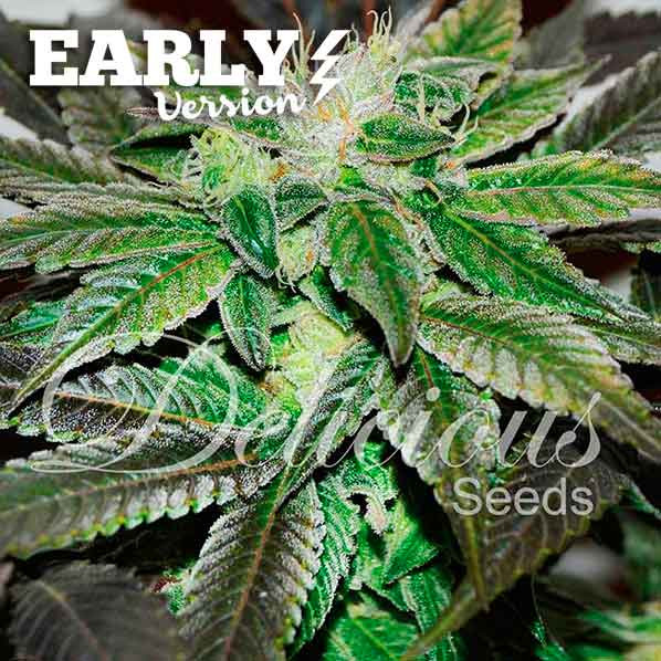 Sugar Candy Early Version - DELICIOUS SEEDS