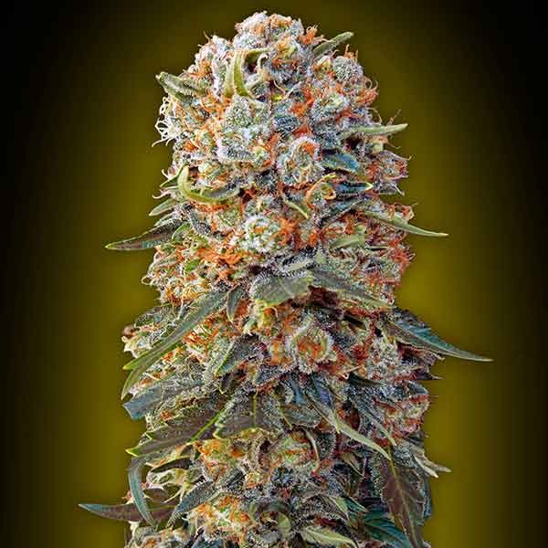 Sweet Critical - 5 seeds - Todos los Productos - Root Catalog