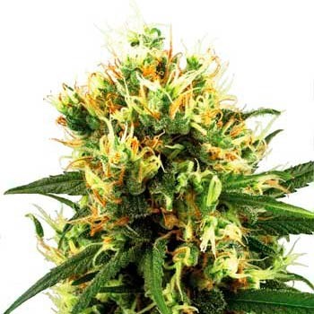 WHITE HAZE AUTOMATIC (WHITE LABEL) - Todos los Productos - Root Catalog
