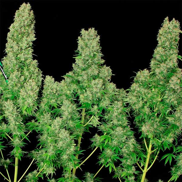 White Russian Regular - 11 Seeds - Todos los Productos - Root Catalog
