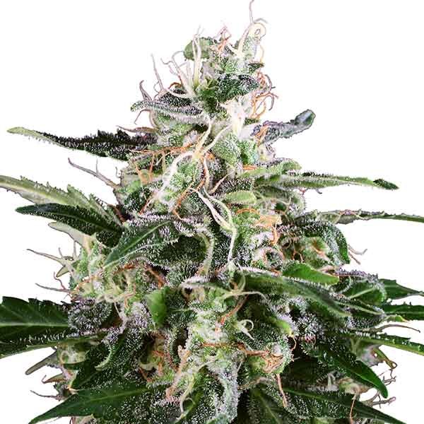 White Skunk Automatic (White Label) - Todos los Productos - Root Catalog