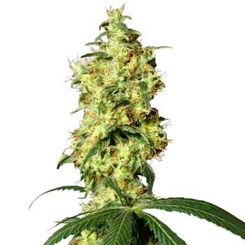 White Widow Automatic (White Label) - Todos los Productos - Root Catalog