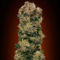 Purchase Auto Sweet Soma - 5 seeds