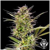 Purchase AUTO BLUEBERRY - 5 seeds