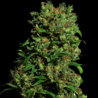 Purchase CRITICAL VIP 5 Seeds (VIP SEEDS)