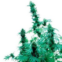 Purchase EARLY SKUNK (SENSI SEEDS)