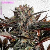 Purchase ELEVEN ROSES