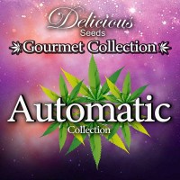 Purchase Gourmet Collection - Automatic Strains