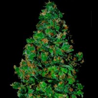 Purchase MEMBRANA HIPER AUTO 3 Seeds (VIP SEEDS)
