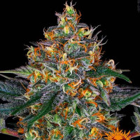 Purchase MOBY DICK AUTO