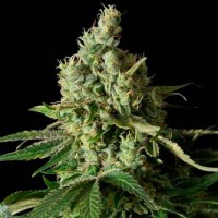 Purchase MOBY DICK CBD