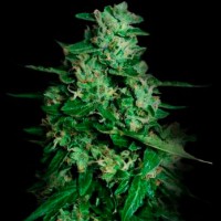 Purchase NORTHERN DELIGHTS AUTO 3 Seeds (VIP SEEDS)