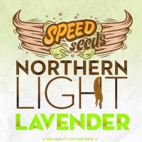 Purchase NORTHERN LIGHT X LAVENDER