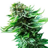 Purchase Northern Lights Automatic (Sensi Seeds)