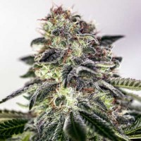 Purchase Sticky Dream Express - 5 seeds