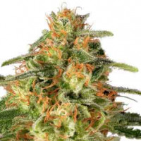 Purchase TnT Trichome