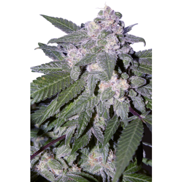 AUTO BLUE - 5 UNDS. (SEED MAKERS) - Root Catalog - Все продукты