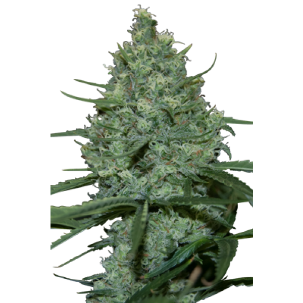CRITICAL - 5 UNDS. (SEED MAKERS) - Root Catalog - Все продукты