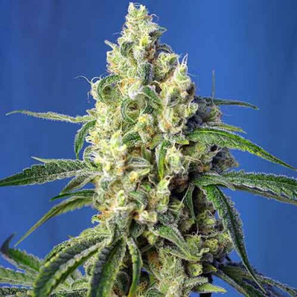 Green Poison XL Auto Buy Cannabis Seeds from SWEET SEEDS