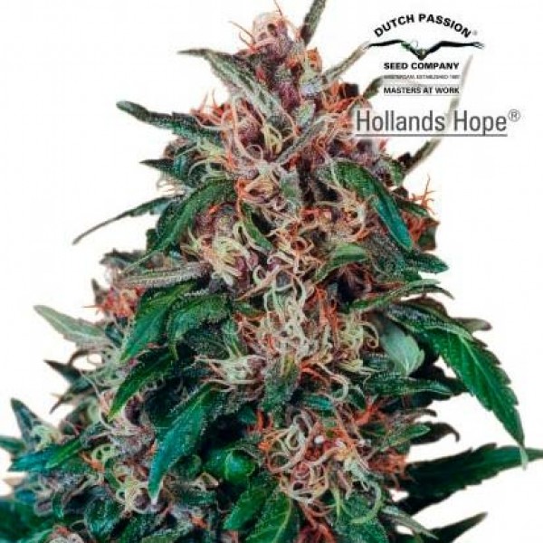 Hollands Hope - 10 seeds regular (Dutch Passion) - Root Catalog - Все продукты
