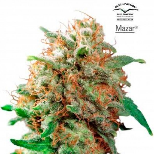 Mazar - 10 seeds regular (Dutch Passion) - Root Catalog - Все продукты