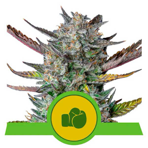 Purple Punch Automatic - ROYAL-QUEEN SEEDS