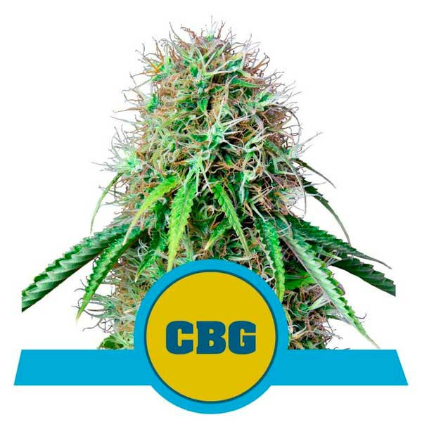 Royal CBG Automatic - ROYAL-QUEEN SEEDS