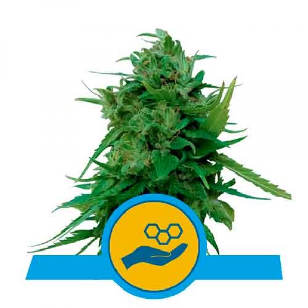 Solomatic CBD - ROYAL-QUEEN SEEDS