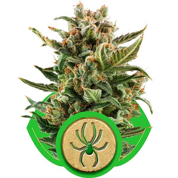 White Widow Automatic - ROYAL-QUEEN SEEDS