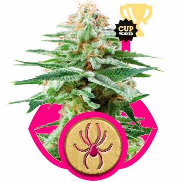 WHITE WIDOW - ROYAL-QUEEN SEEDS
