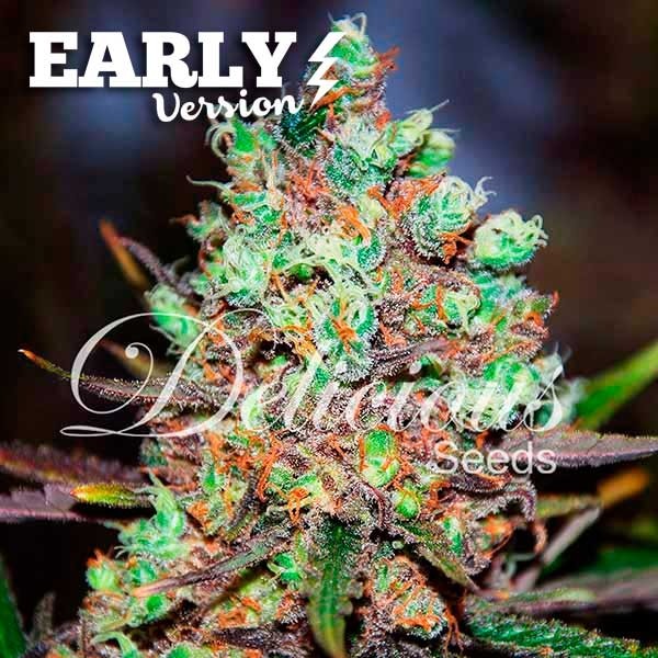 COTTON CANDY KUSH EARLY VERSION - EARLY VERSION - DELICIOUS SEEDS