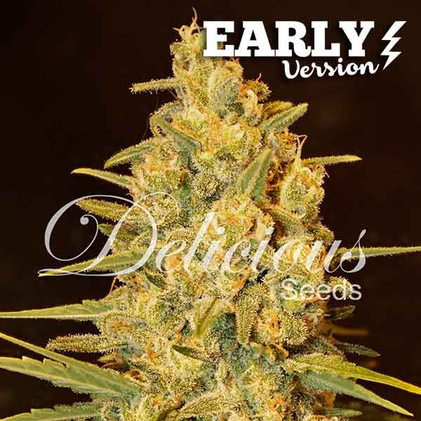 Critical Sensi Star Early Version - EARLY VERSION - DELICIOUS SEEDS