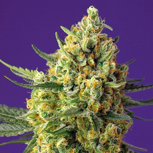 Crystal Candy XL Auto - Autoflowering - SWEET SEEDS