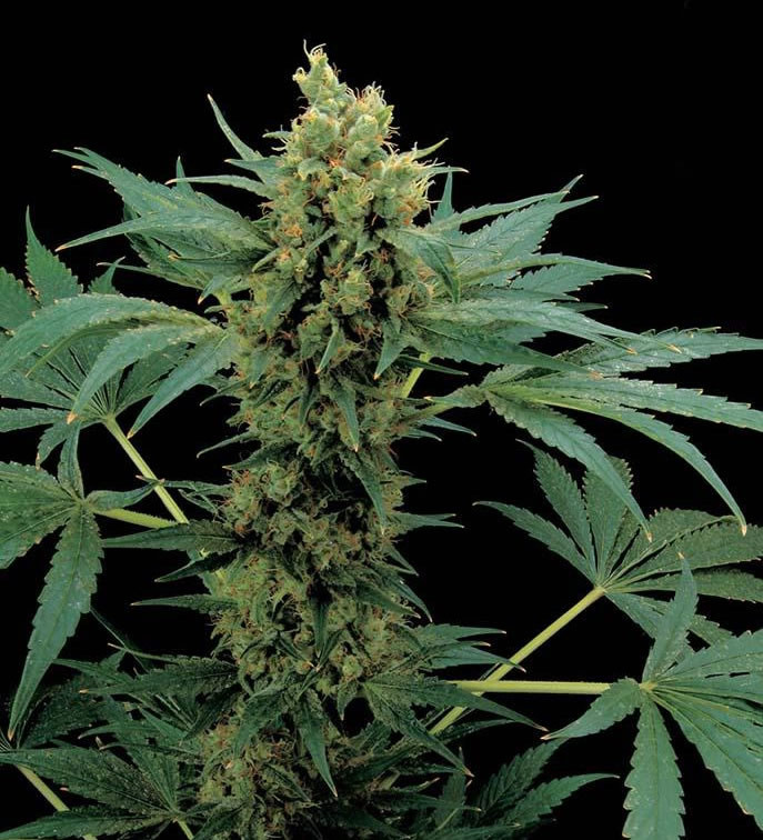 Moby hash 1 semilla - PICK & MIX SEEDS