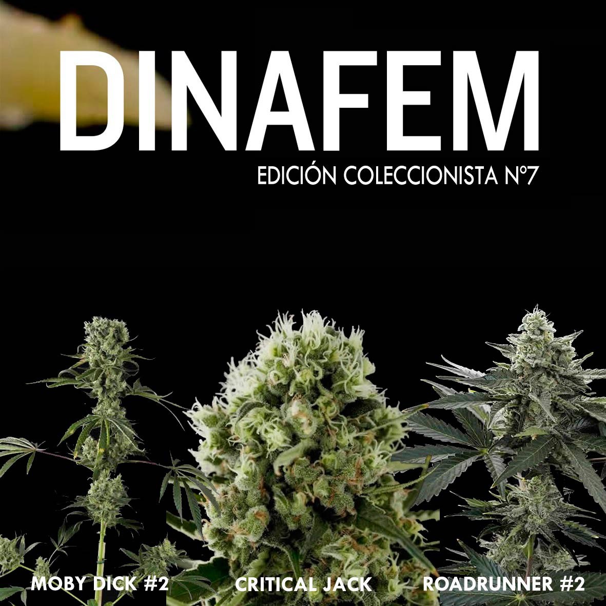 Edición Coleccionista Nº 7 - Collections - DINAFEM SEEDS